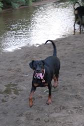 Reunited Female Dog last seen S. Saint Paul St and S Steele St., Denver, CO 80210