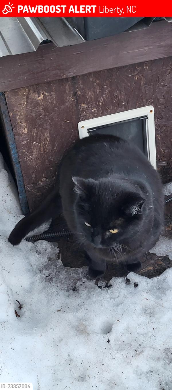 Lost Female Cat last seen Close to Pleasant Hill Church, Liberty, NC 27298