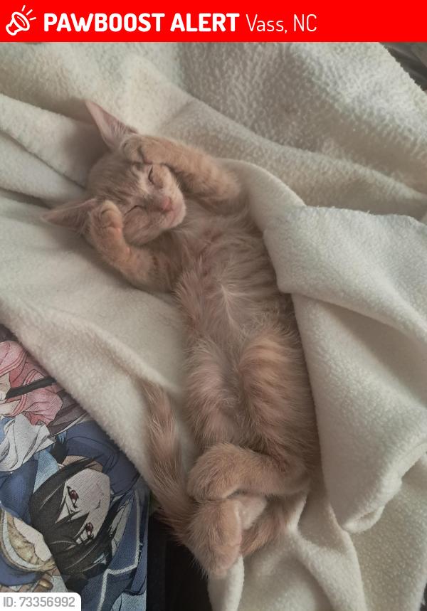 Lost Male Cat last seen Lakebay Road, Vass, NC 28394