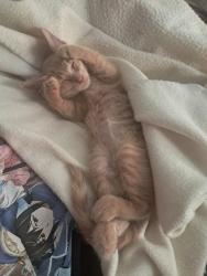 Lost Male Cat last seen Lakebay Road, Vass, NC 28394