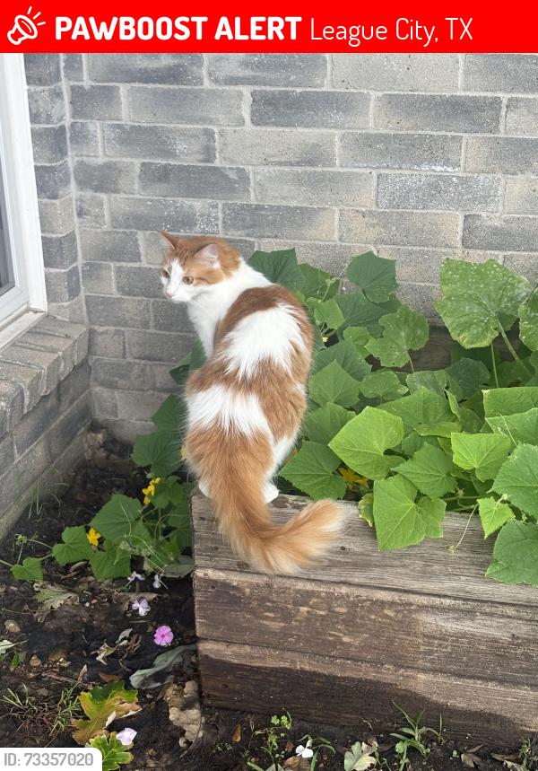 Lost Male Cat last seen Bennigan St, League City, TX 77573
