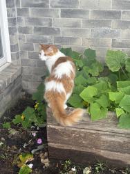 Lost Male Cat last seen Bennigan St, League City, TX 77573