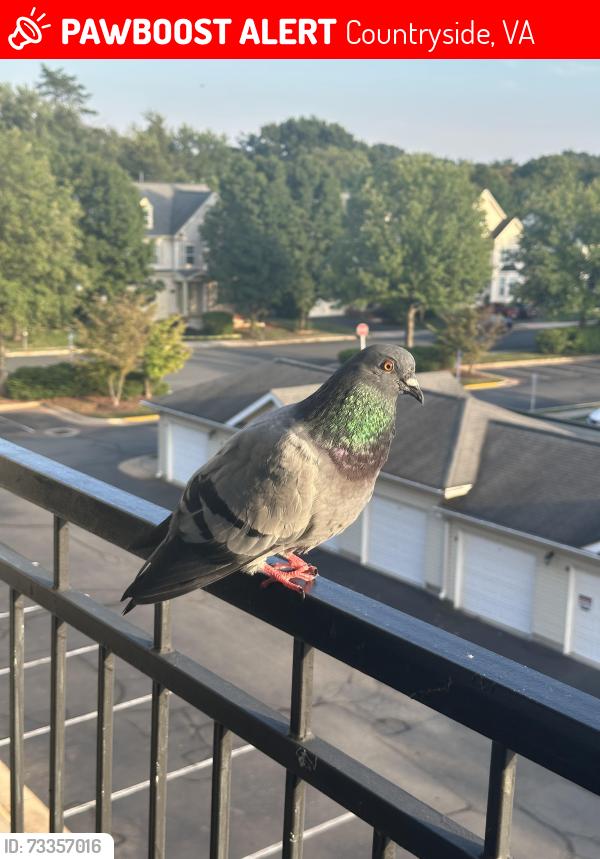 Lost Male Bird last seen Potomac Falls, Countryside, VA 20165