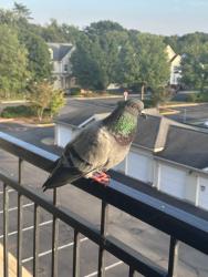 Lost Male Bird last seen Potomac Falls, Countryside, VA 20165