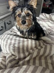 Lost Male Dog last seen Spalding dr, Pleasant Run, OH 45240