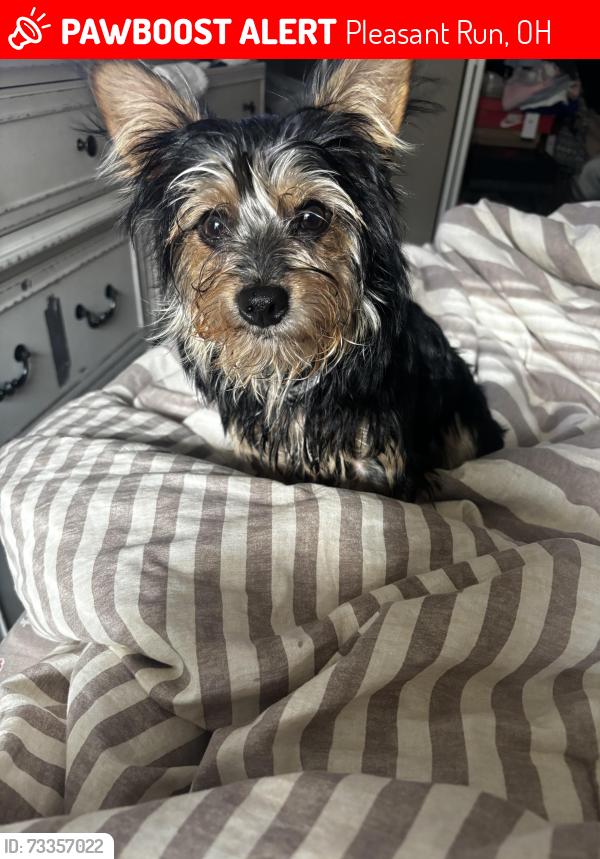 Lost Male Dog last seen Spalding dr, Pleasant Run, OH 45240