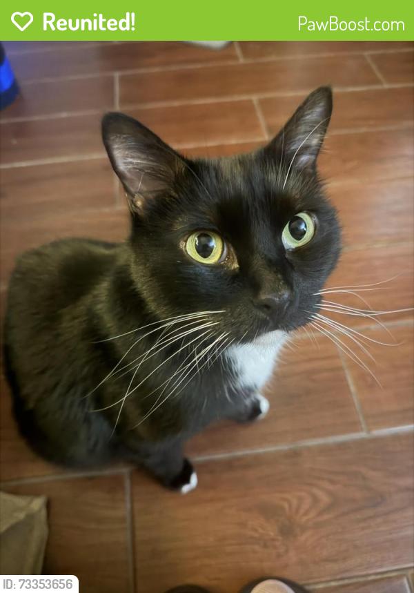 Reunited Male Cat last seen Creek Line Dr / Ravine / El Dorado blvd, Friendswood, TX 77546