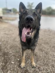 Reunited Male Dog last seen Near Marana pet clinic, Marana, AZ 85653