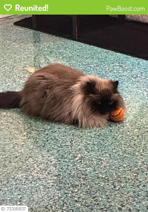 Reunited Male Cat last seen 9th Ave W and 47th St Bradenton, Bradenton, FL 34209
