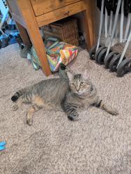 Reunited Male Cat last seen Glad ct , woodhill, Tallahassee, FL 32303