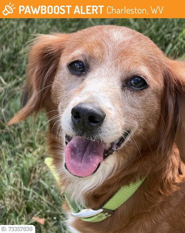 Found/Stray Female Dog last seen Shooting Range, Charleston, WV 25314