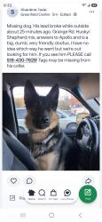 Reunited Male Dog last seen Grange Rd, Greenfield, NY 12833