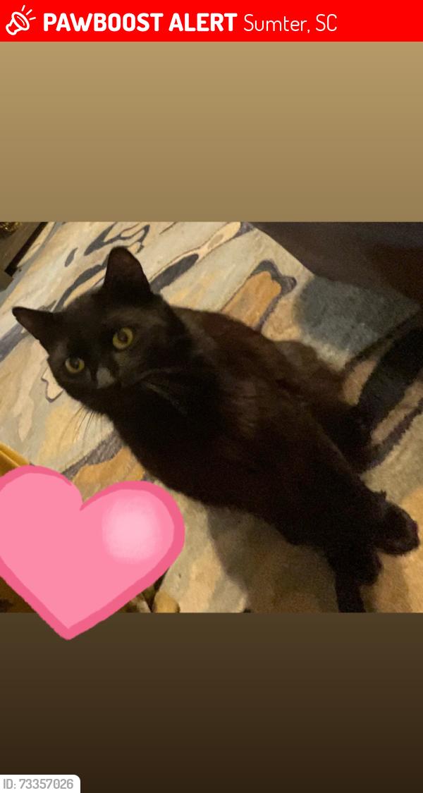 Lost Male Cat last seen Old Field Rd Sumter sc, Sumter, SC 29151