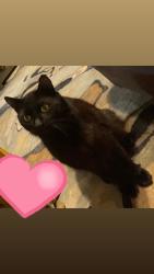 Lost Male Cat last seen Old Field Rd Sumter sc, Sumter, SC 29151