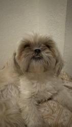 Found/Stray Female Dog last seen West Cocoa st and Center Compton CA, Compton, CA 90220