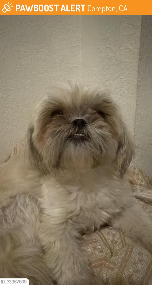 Found/Stray Female Dog last seen West Cocoa st and Center Compton CA, Compton, CA 90220