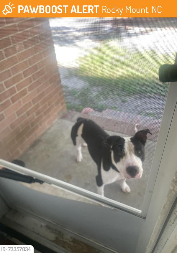 Found/Stray Male Dog last seen Near brook valley mobile park Rocky mount nc, Rocky Mount, NC 27804