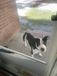 Found/Stray Male Dog last seen Near brook valley mobile park Rocky mount nc, Rocky Mount, NC 27804