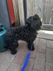 Found/Stray Male Dog last seen Herkimer St. and S. Carey St., Baltimore, MD 21223