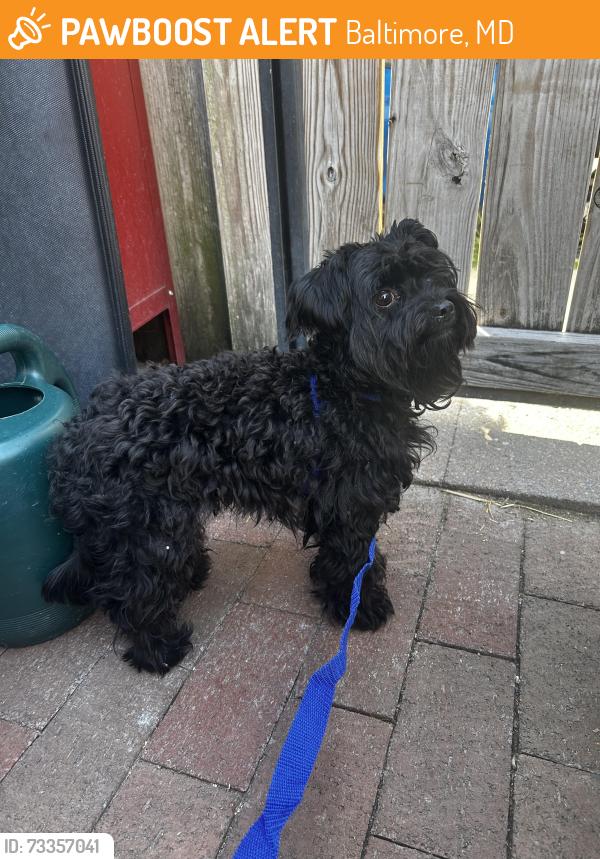 Found/Stray Male Dog last seen Herkimer St. and S. Carey St., Baltimore, MD 21223