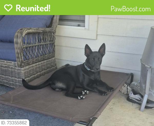 Reunited Male Dog last seen McHard(2234) & S Post Oak, Houston, TX 77053