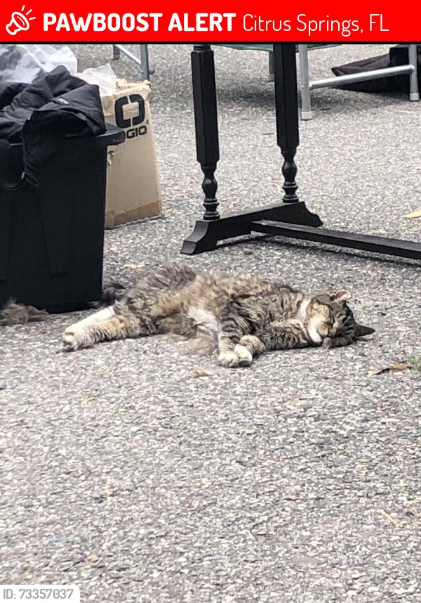 Lost Male Cat last seen W Matilda ln and N Santee, Citrus Springs, FL 34433