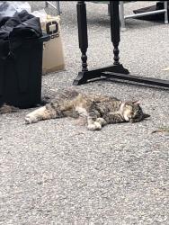 Lost Male Cat last seen W Matilda ln and N Santee, Citrus Springs, FL 34433