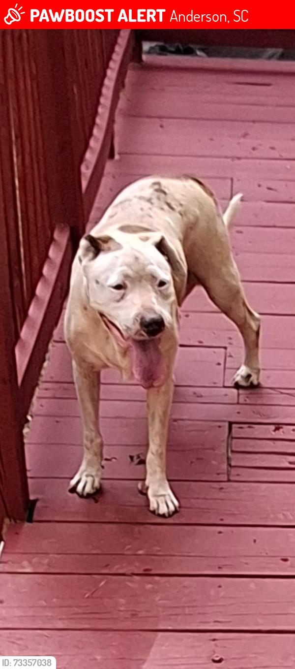 Lost Female Dog last seen Cleveland Ave, Anderson, SC 29624