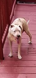 Lost Female Dog last seen Cleveland Ave, Anderson, SC 29624