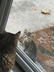 Found/Stray Unknown Cat last seen Sutherland RD & Lorain AVE, Silver Spring, MD 20901