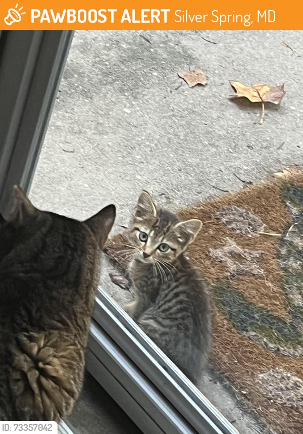 Found/Stray Unknown Cat last seen Sutherland RD & Lorain AVE, Silver Spring, MD 20901