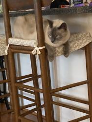 Lost Male Cat last seen Brown Trout Trail, watering Can Lane, Lois Glen Lane, Candler, NC 28715