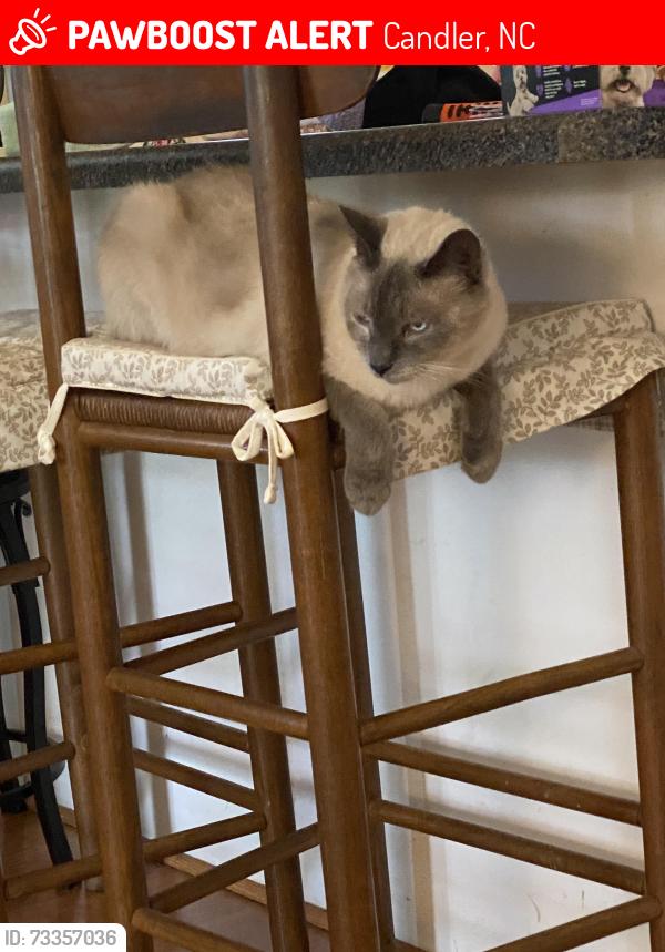 Lost Male Cat last seen Brown Trout Trail, watering Can Lane, Lois Glen Lane, Candler, NC 28715
