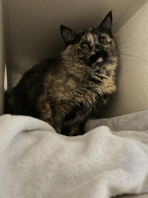 Shelter Stray Unknown Cat last seen Near BLOCK N GRAPE ST, DENVER CO 80207, 1241 W Bayaud Ave, Denver, CO 80223, USA
