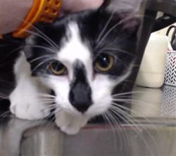 Shelter Stray Male Cat last seen Near BLOCK W HAMPDEN AVE, DENVER CO 80227, 1241 W Bayaud Ave, Denver, CO 80223, USA