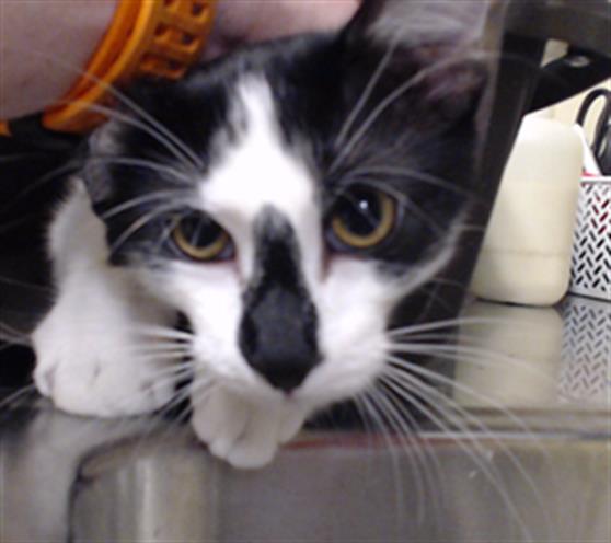 Shelter Stray Male Cat last seen Near BLOCK W HAMPDEN AVE, DENVER CO 80227, 1241 W Bayaud Ave, Denver, CO 80223, USA