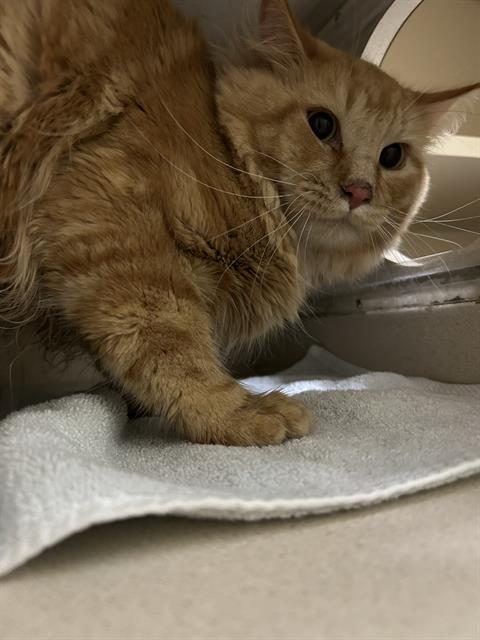 Shelter Stray Unknown Cat last seen Near BLOCK N GRAPE ST, DENVER CO 80207, 1241 W Bayaud Ave, Denver, CO 80223, USA