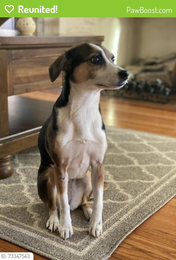Reunited Female Dog last seen Corner of Kenkel and Ruckle Ave., Cheviot, OH 45211