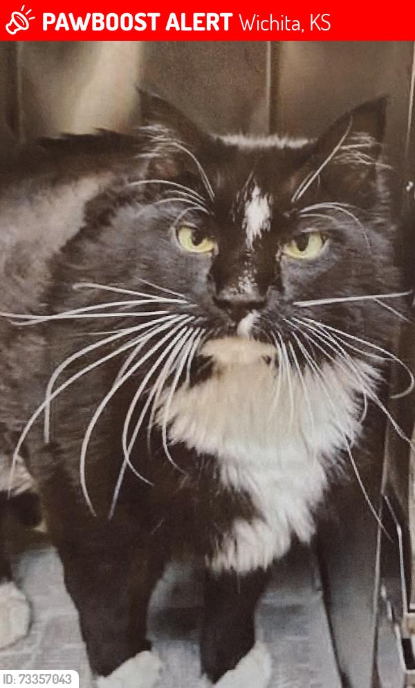 Lost Male Cat last seen Near North Oliver appt. #3 Wichita KS 67208, Wichita, KS 67208