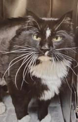 Lost Male Cat last seen Near North Oliver appt. #3 Wichita KS 67208, Wichita, KS 67208