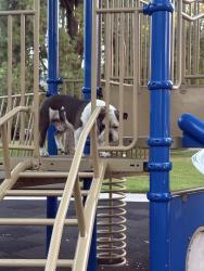 Found/Stray Male Dog last seen Golden Ave and 39th, San Bernardino, CA 92404