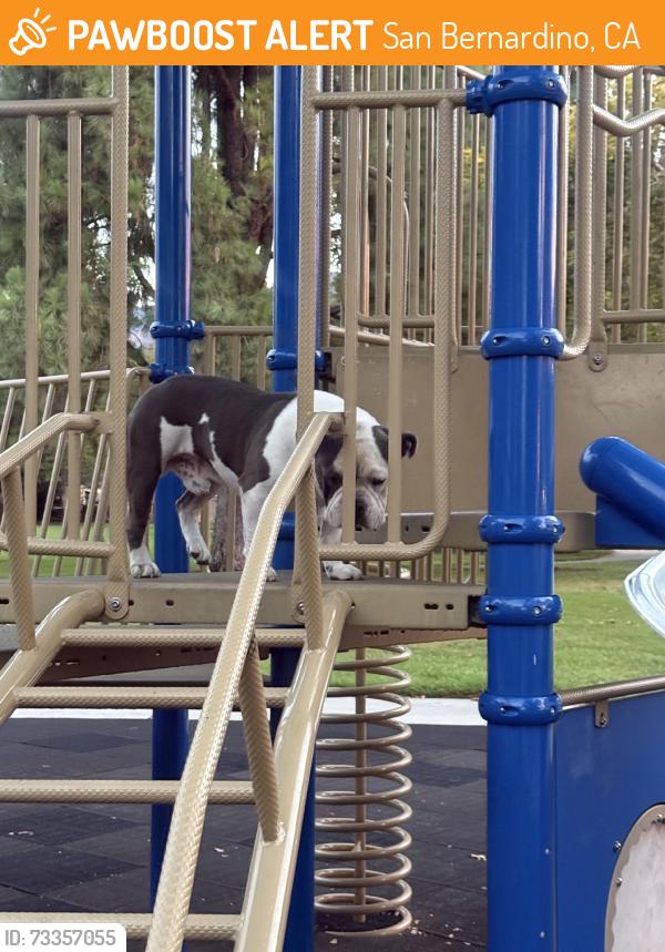 Found/Stray Male Dog last seen Golden Ave and 39th, San Bernardino, CA 92404