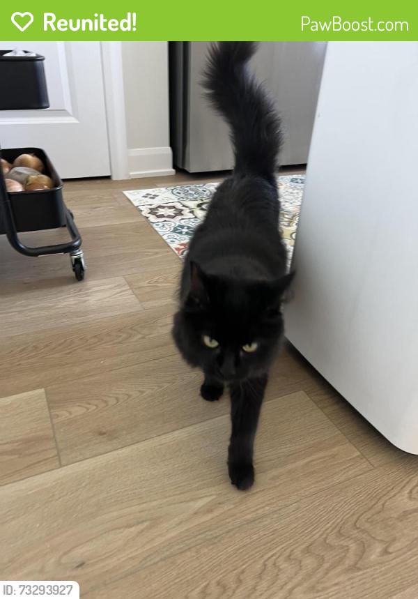 Reunited Female Cat last seen Deercroft avenue, Ottawa, ON 