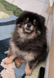 Reunited Male Dog last seen Bunker Lane, Poinciana., Poinciana, FL 34759
