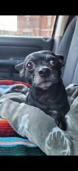 Lost Male Dog last seen 4th street in north Newark, Newark, NJ 07107