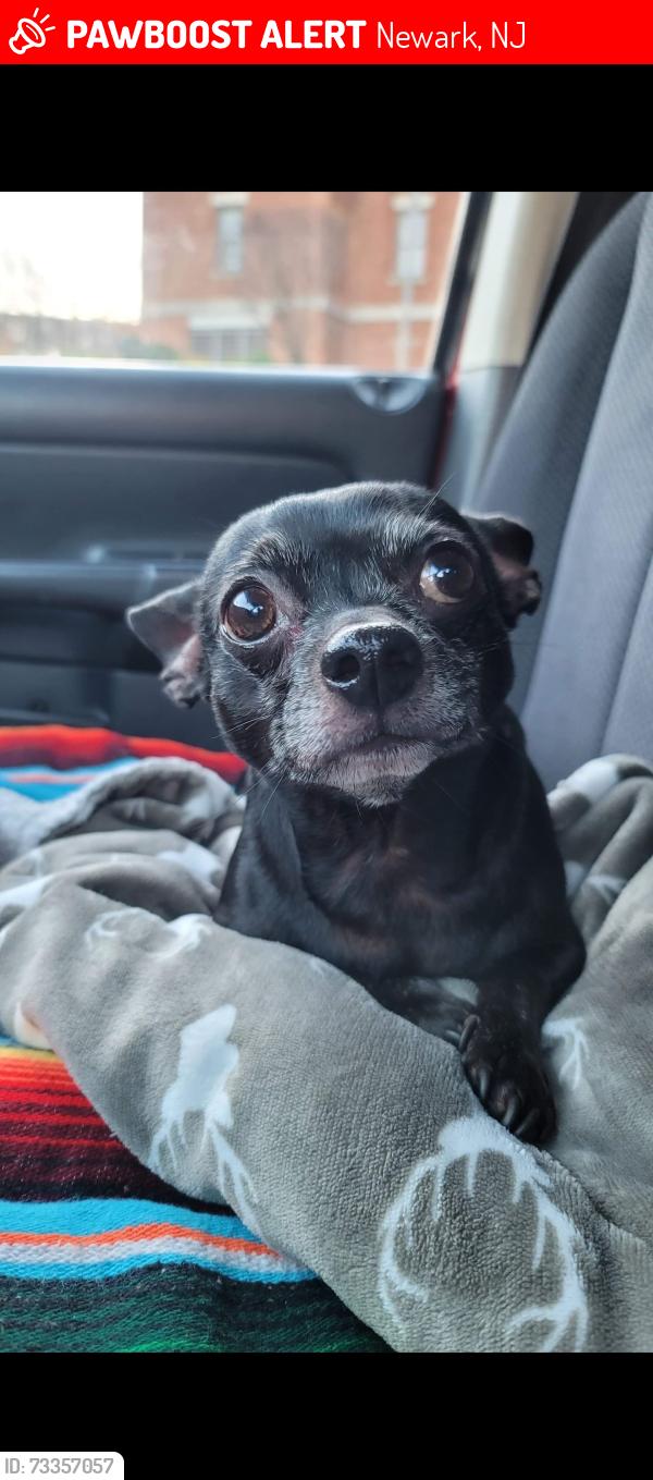 Lost Male Dog last seen 4th street in north Newark, Newark, NJ 07107
