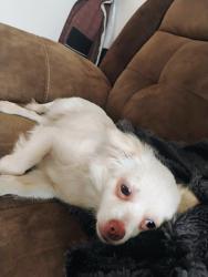 Found/Stray Female Dog last seen Millvale Ct and beekman St, New York, NY 10038