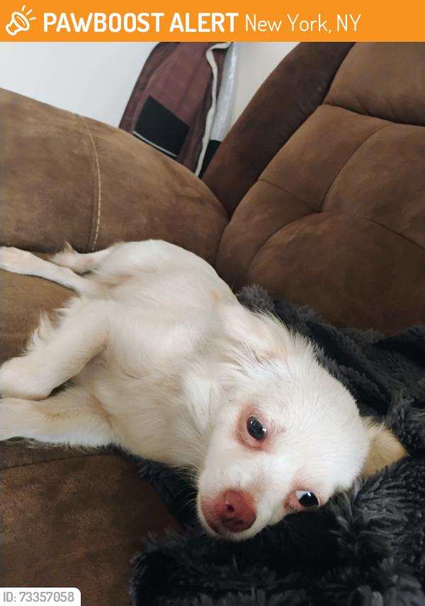 Found/Stray Female Dog last seen Millvale Ct and beekman St, New York, NY 10038