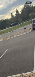 Found/Stray Unknown Dog last seen Clayton’s Homes/Pellisippi/Greenwat, Maryville, TN 37804