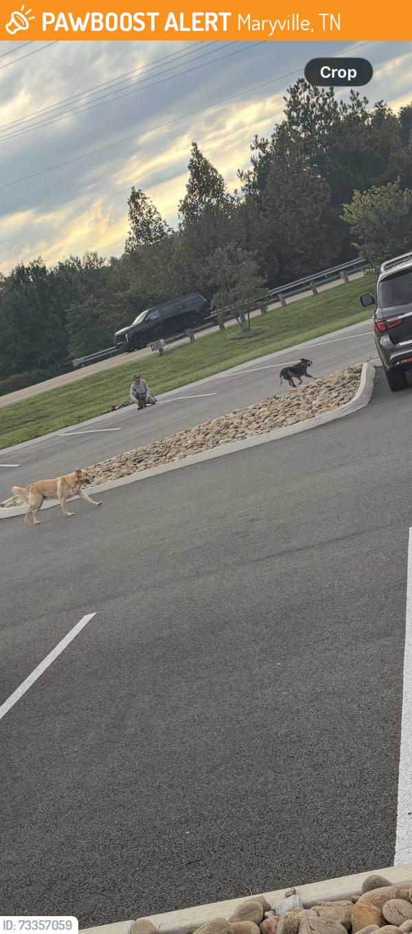 Found/Stray Unknown Dog last seen Clayton’s Homes/Pellisippi/Greenwat, Maryville, TN 37804